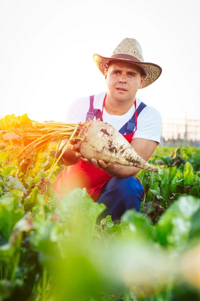 Landwirt überprüft die Qualität der Zuckerrüben — Stockfoto