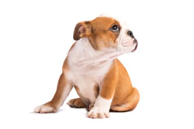 Beyaz arka planda İngiliz buldog köpeği