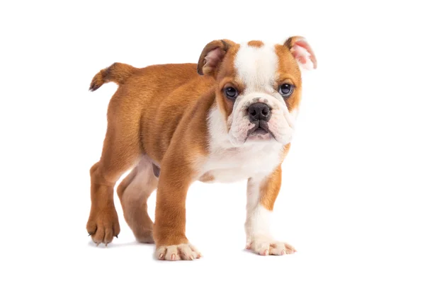 Schattige puppy - Engels bulldog pup — Stockfoto