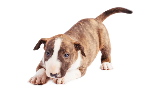 Boğa korkunç köpek yavrusu — Stok fotoğraf