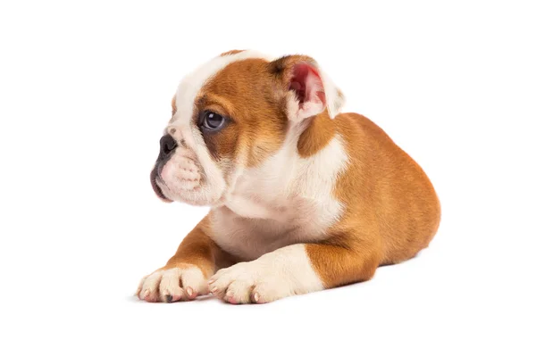 Şirin köpek yavrusu - İngilizce bulldog köpek yavrusu — Stok fotoğraf