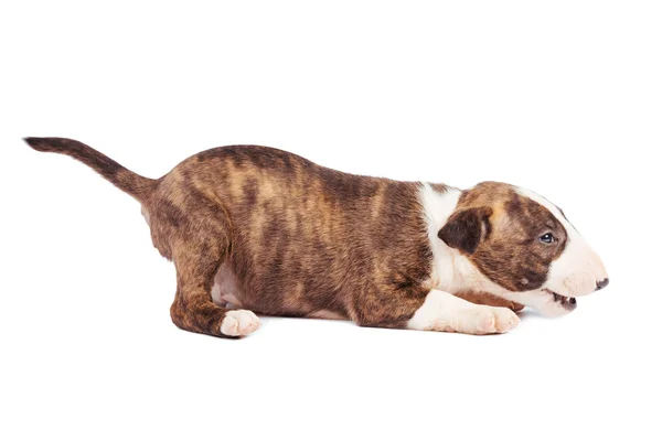 Bull terrier κουτάβι — Φωτογραφία Αρχείου