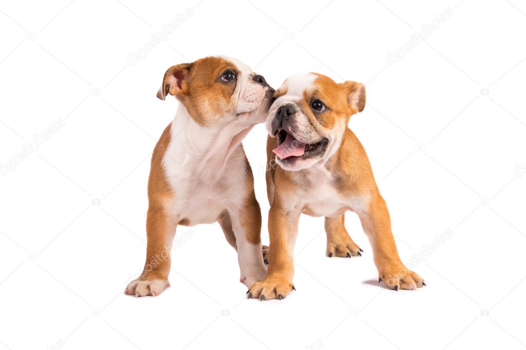 English Bulldog puppy on white background