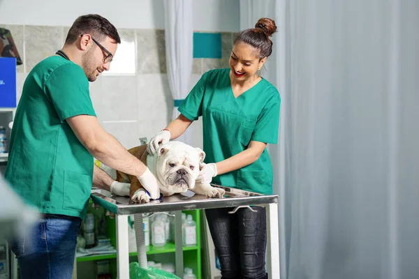 Veterinarian Dog Veterinary Clinic — Stock Photo, Image