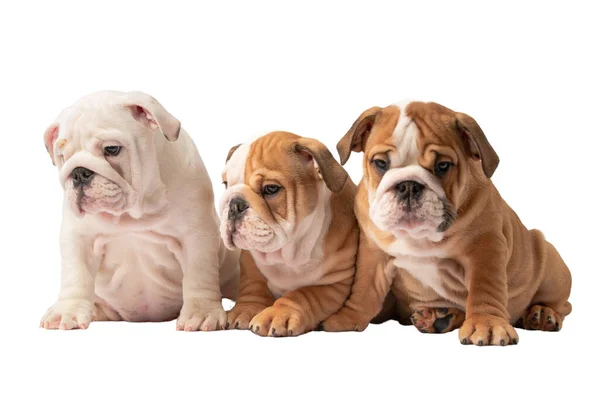 Pequenos Cachorros Bulldog Inglês Fundo Branco — Fotografia de Stock