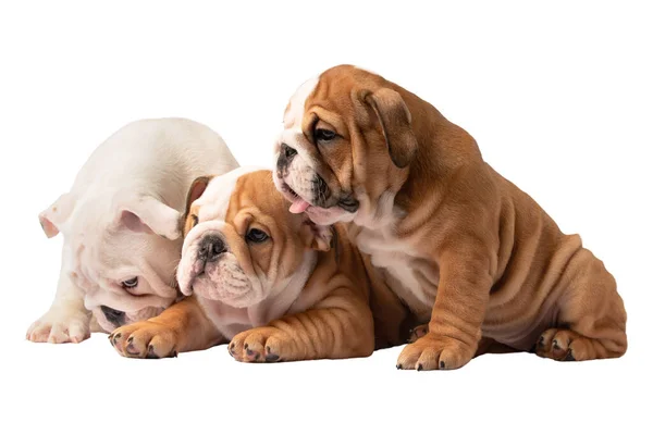 Pequenos Cachorros Bulldog Inglês Fundo Branco — Fotografia de Stock