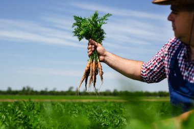 Çiftçi hasat için havuç kökü kalitesini kontrol ediyor