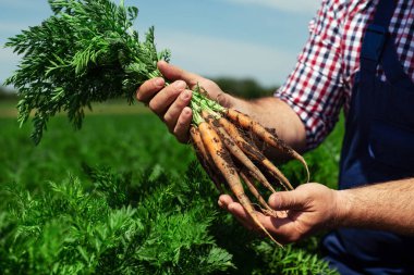 Çiftçi hasat için havuç kökü kalitesini kontrol ediyor
