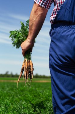 Çiftçi hasat için havuç kökü kalitesini kontrol ediyor
