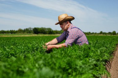 Çiftçi hasat için havuç kökü kalitesini kontrol ediyor