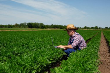 Çiftçi hasat için havuç kökü kalitesini kontrol ediyor