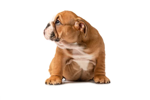 English Bulldog Puppy Isolated White Background — Stock Photo, Image