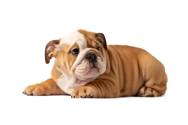 Beyaz Bir Arka Plan Üzerinde Izole Ngilizce Bulldog Yavrusu — Stok fotoğraf