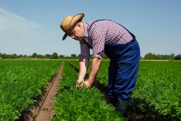 Landwirt Überprüft Karottenwurzelqualität Für Ernte — Stockfoto