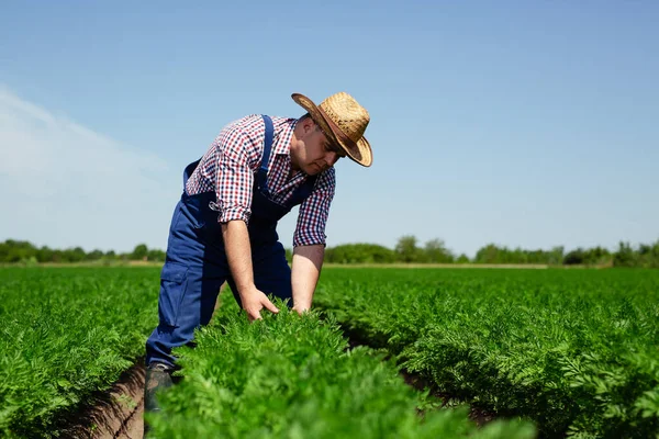 Farmer Checking Carrot Root Quality Harvest — Stock Photo, Image