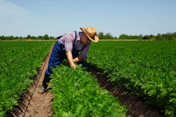 Farmer Vérifier Qualité Des Racines Carotte Pour Récolte — Photo