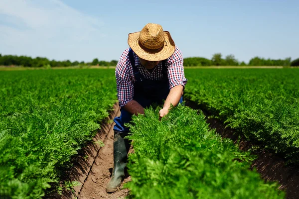 Agricultor Comprobando Calidad Raíz Zanahoria Para Cosecha — Foto de Stock