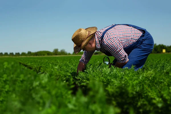 Agricultor Que Verifica Qualidade Das Raízes Cenoura Para Colheita — Fotografia de Stock