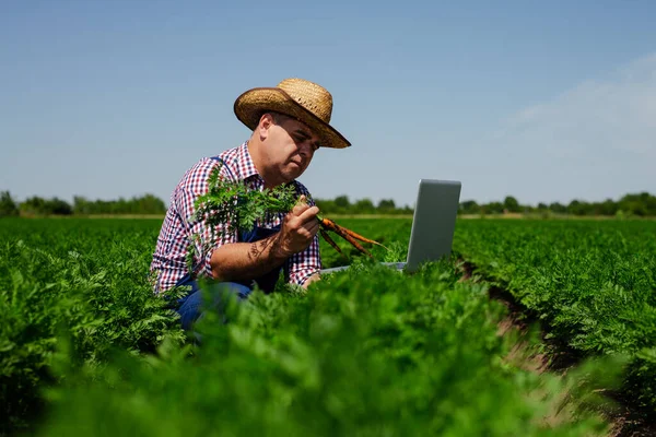 Agricultor Que Verifica Qualidade Das Raízes Cenoura Para Colheita — Fotografia de Stock