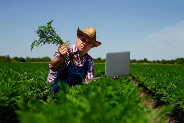 収穫のためのニンジンの根の品質を確認する農家 — ストック写真
