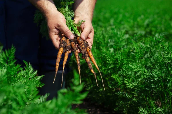 Landwirt Überprüft Karottenwurzelqualität Für Ernte — Stockfoto