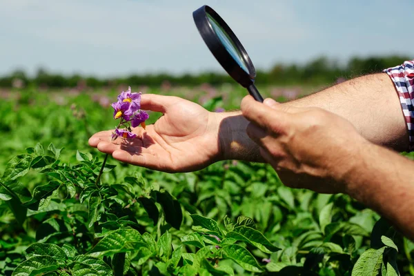 Farmer Inspecting Potato Crop Field — Stock Photo, Image
