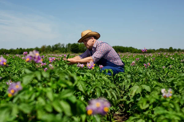 Landwirt Inspiziert Kohlernte Landwirt Arbeitet Kohlfeld — Stockfoto