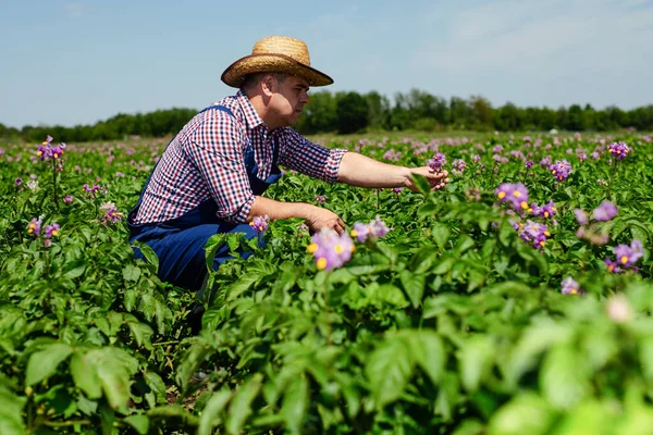 Farmer Inspecting Cabbage Harvest Farmer Working Cabbage Field — Stock Photo, Image