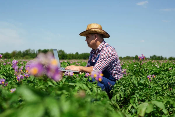 Agricultor Que Inspeciona Cultura Batata Campo — Fotografia de Stock