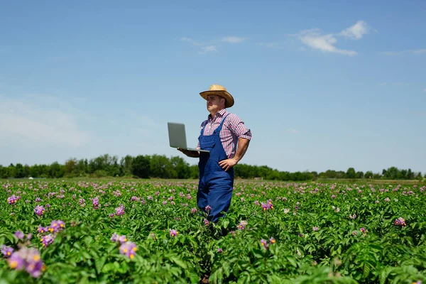 Landwirt Inspiziert Kartoffelernte Auf Feld — Stockfoto