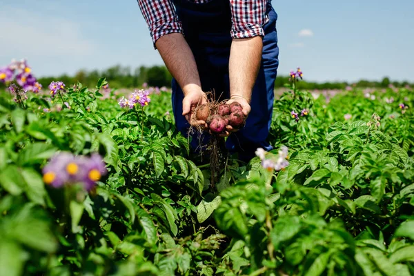 Agricultor Inspeccionando Cultivo Papa Campo — Foto de Stock