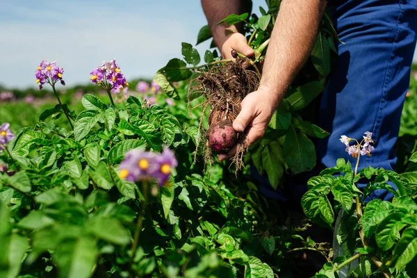 Landwirt Inspiziert Kartoffelernte Auf Feld — Stockfoto