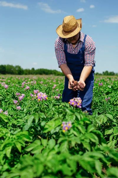 Landwirt Inspiziert Kartoffelernte Auf Feld — Stockfoto