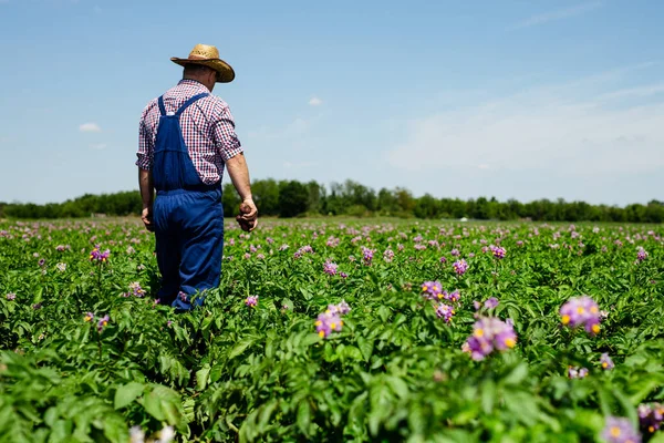 Jordbrukare Inspektera Potatis Gröda Fält — Stockfoto