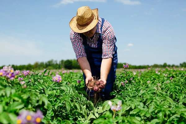 畑でジャガイモの作物を検査する農家 ストック画像