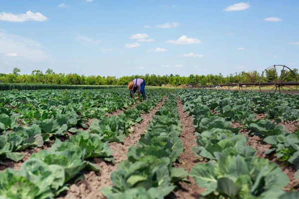 Fermier Inspectant Récolte Chou Exploitant Agricole Travaillant Dans Champ Chou — Photo