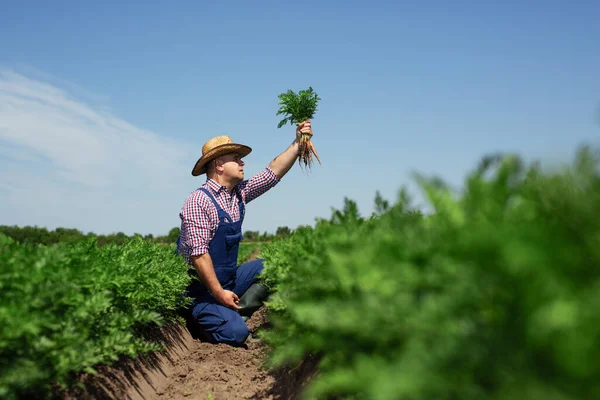 Landwirt Überprüft Karottenwurzelqualität Für Ernte — Stockfoto