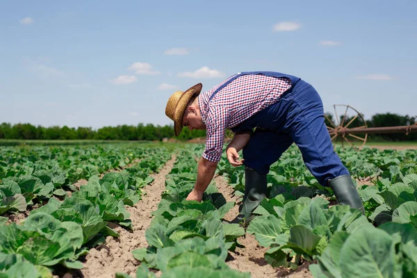 Farmer Inspecting Cabbage Harvest Farmer Working Cabbage Field — Stock Photo, Image