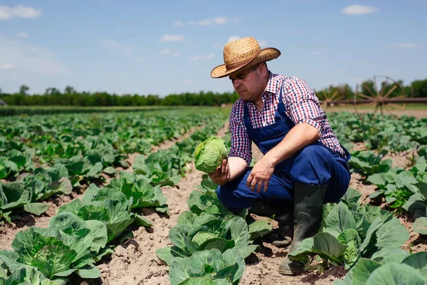 Agricultor Inspeccionando Cosecha Repollo Agricultor Trabajando Campo Repollo —  Fotos de Stock