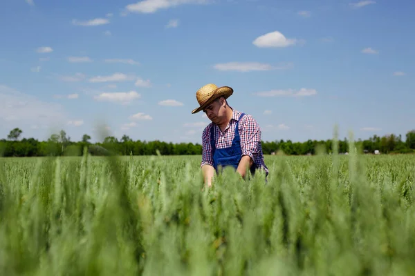 Farmer Agronomist Wheat Field Examining Yield Quality — Stock Photo, Image