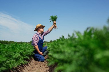 Çiftçi hasat için havuç kökü kalitesini kontrol ediyor
