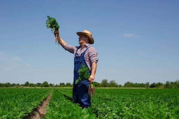 农民检查胡萝卜根质量以收获 — 图库照片