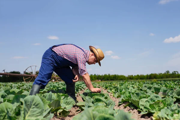 Agricultor Inspecionando Colheita Repolho Agricultor Que Trabalha Campo Repolho — Fotografia de Stock