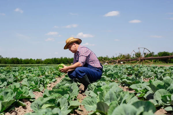 Agricultor Inspeccionando Cosecha Repollo Agricultor Trabajando Campo Repollo —  Fotos de Stock