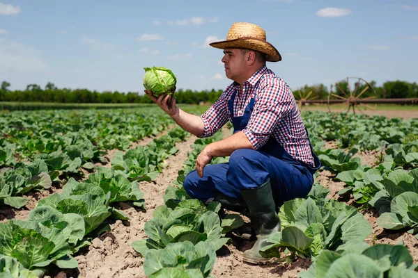 Farmer Inspecting Cabbage Harvest Farmer Working Cabbage Field — Stock Photo, Image