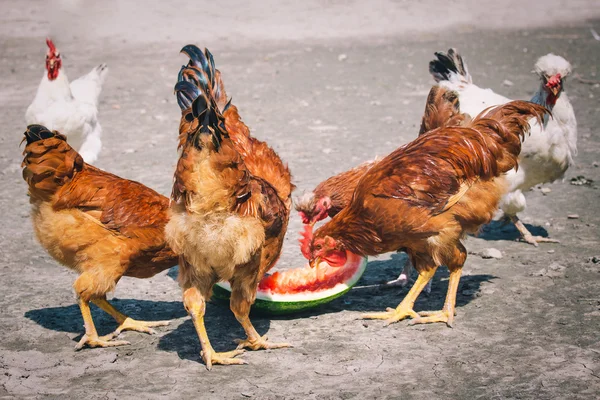Pollos en granja de aves de corral tradicional — Foto de Stock