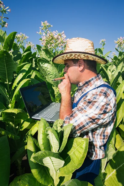 Agricultor no campo do tabaco — Fotografia de Stock
