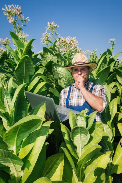 Agricultor en el campo del tabaco — Foto de Stock