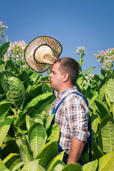 Agricultor en el campo del tabaco —  Fotos de Stock