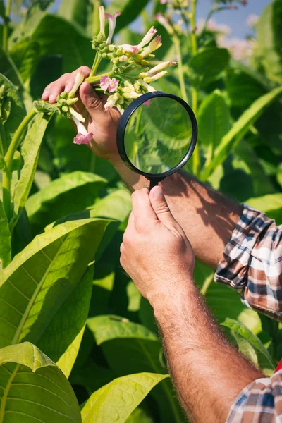 Agricultor en el campo del tabaco —  Fotos de Stock